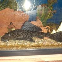 Pesce pulitore