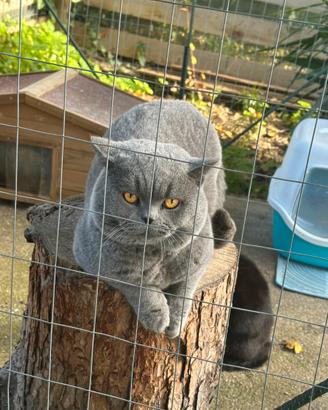 Accoppiamento British Shorthair