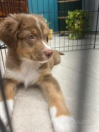 Cuccioli pastore australiano