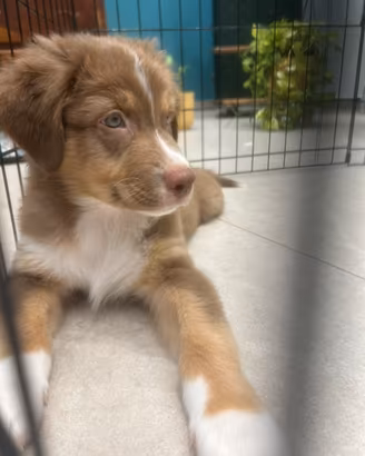 Cuccioli pastore australiano