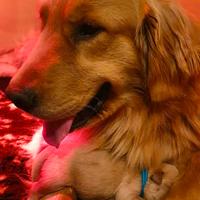 Golden retriever americano 100%