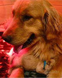 Golden retriever americano 100%