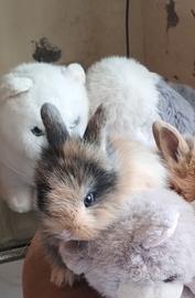 Coniglio nano