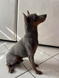 Pinscher accoppiamento