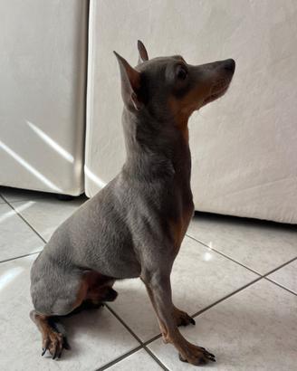 Pinscher accoppiamento