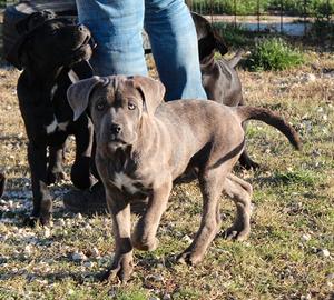 Cuccioli di cane corso