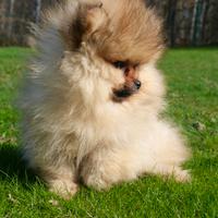 Spitz tedesco nano (Volpino di Pomerania)