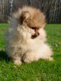Spitz tedesco nano (Volpino di Pomerania)