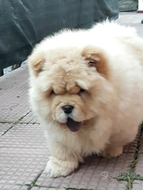Chow Chow