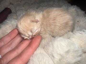 Cuccioli di gatto persiano
