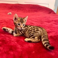 Gattini razza Bengala