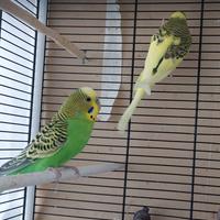 Cocorite pronte per accoppiamento