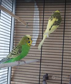 Cocorite pronte per accoppiamento