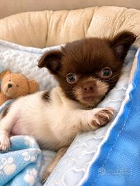 Chihuahua cucciolo con pedigree ENCI