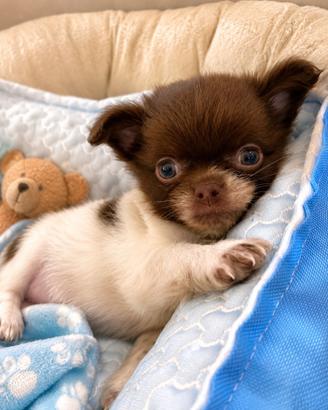 Chihuahua cucciolo con pedigree ENCI
