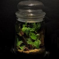 Terrario tematico di Tradescantia 18cm