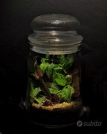 Terrario tematico di Tradescantia 18cm