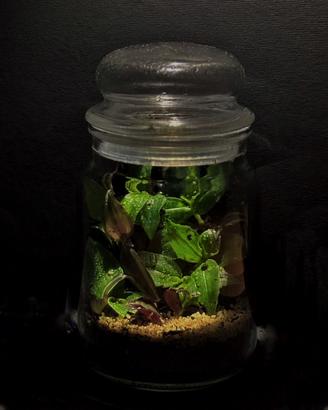 Terrario tematico di Tradescantia 18cm