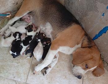 Cuccioli puri di beagle
