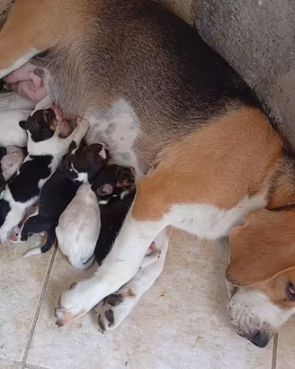Cuccioli puri di beagle