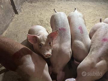 Suini