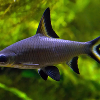 Squaletto d'acqua dolce