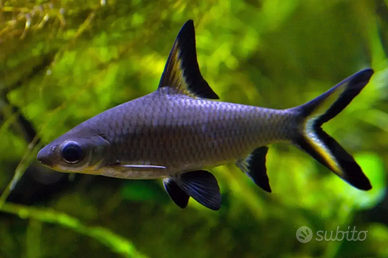 Squaletto d'acqua dolce