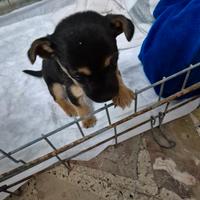Cane piccola taglia