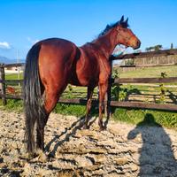 Cavalla purosangue inglese