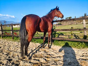 Cavalla purosangue inglese
