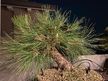 Prebonsai di Pino nero thunbergii