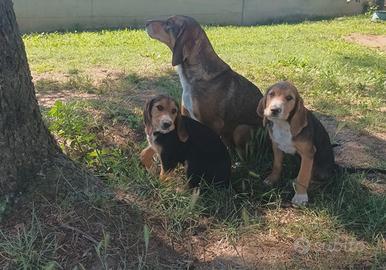 Cucciola femmina 2 mesi e mezzo