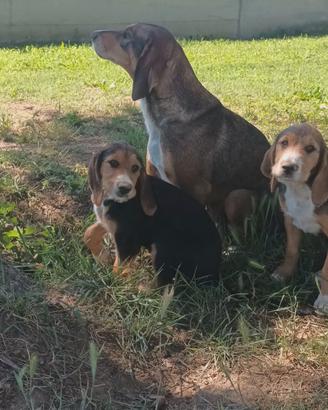 Cucciola femmina 2 mesi e mezzo