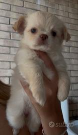 3 chihuahua tutti pelo lungo con PEDIGREE ENCI