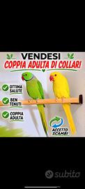 Coppia di parrocchetti dal collare