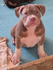 Cucciole femmine di american Bully