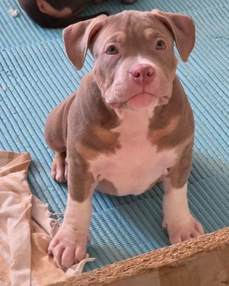 Cucciole femmine di american Bully
