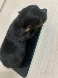 Cuccioli Yorkshire mini