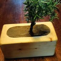 Bonsai di rosmarino Artigianale