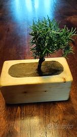 Bonsai di rosmarino Artigianale