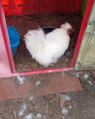 Pulcini razza moroseta (silkie)