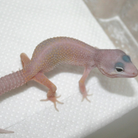 1. 0 Geco leopardino