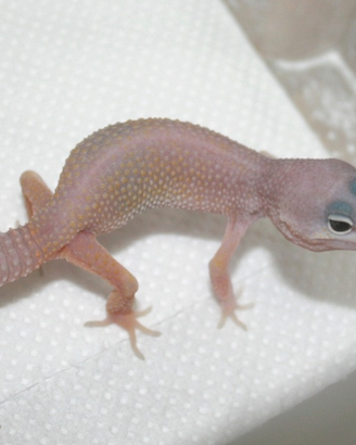 1. 0 Geco leopardino