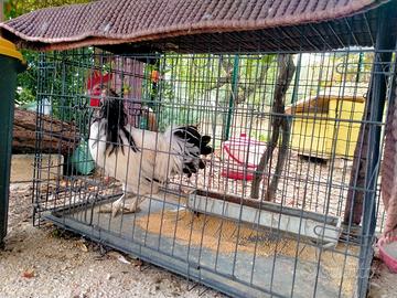 Gallo Lakenfelder