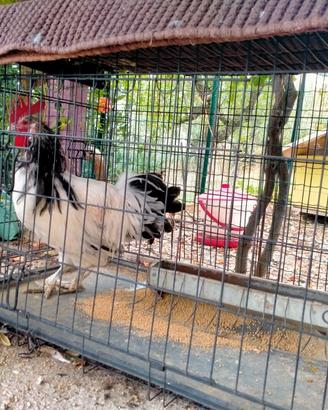 Gallo Lakenfelder