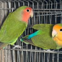 Inseparabili roseicollis