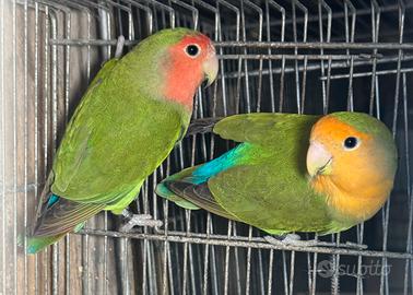 Inseparabili roseicollis