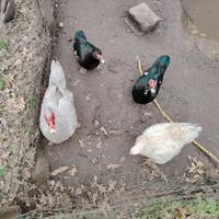 Anatre e gallina