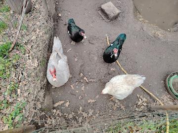Anatre e gallina