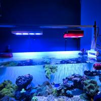 Hydra 52 HD LED acquario reef 